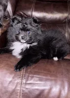 Borris, a male Pomeranian for sale in Kelso, WA – Photo 3 of 3