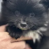 Borris, a male Pomeranian for sale in Kelso, WA – Photo 1 of 3