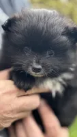 Borris, a male Pomeranian for sale in Kelso, WA – Photo 1 of 3