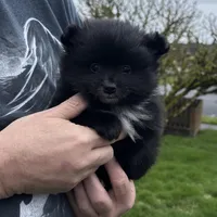 Borris, a male Pomeranian for sale in Kelso, WA – Photo 2 of 3