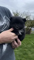 Borris, a male Pomeranian for sale in Kelso, WA – Photo 2 of 3