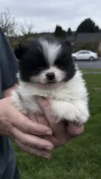 Panda, a female Pomeranian for sale in Kelso, WA – Photo 3 of 3