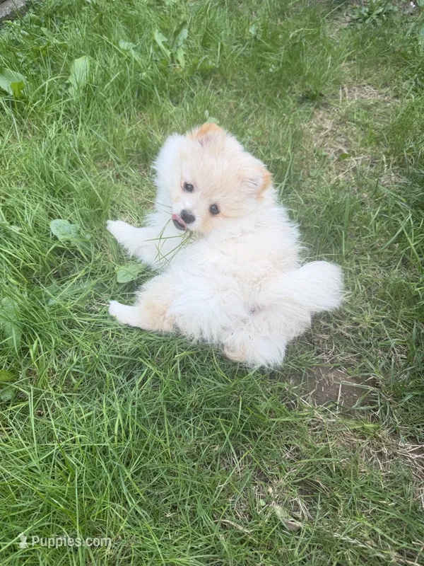 Honey  – Pomeranian puppy for sale in Kelso, WA