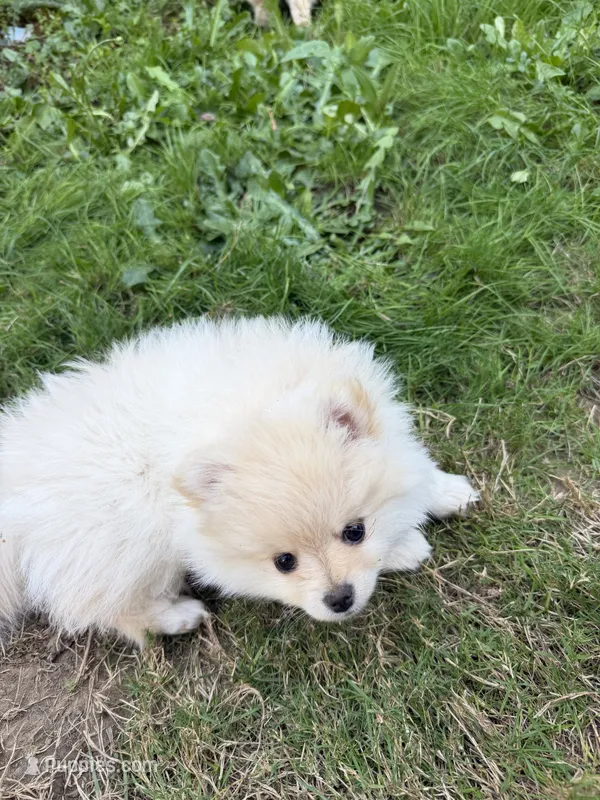 Blonde  – Pomeranian puppy for sale in Kelso, WA