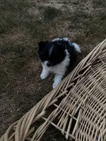 Spike , a male Pomeranian for sale in Kelso, WA – 2 of 2