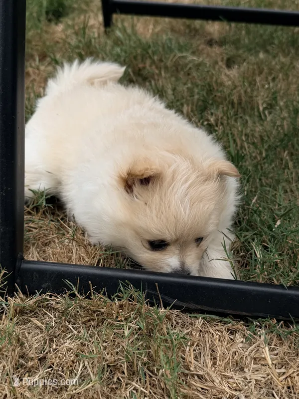 Honey  – Pomeranian puppy for sale in Kelso, WA