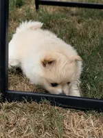 Honey , a female Pomeranian for sale in Kelso, WA – 1 of 2