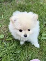 Blonde , a female Pomeranian for sale in Kelso, WA – 1 of 4