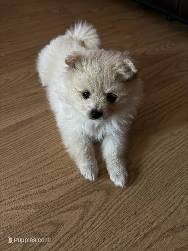 Honey  – Pomeranian puppy for sale in Kelso, WA