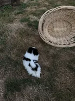 Panda , a female Pomeranian for sale in Kelso, WA – 3 of 3