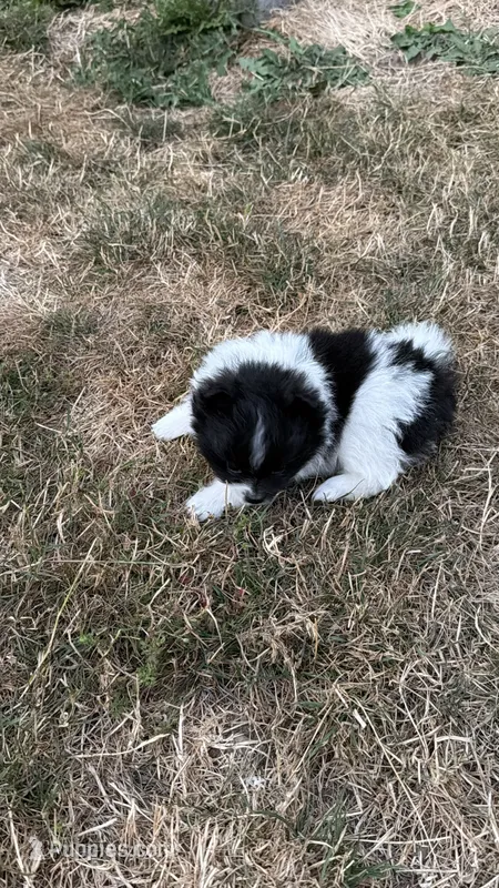 Spike  – Pomeranian puppy for sale in Kelso, WA