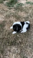 Spike , a male Pomeranian for sale in Kelso, WA – 1 of 2
