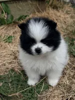 Panda , a female Pomeranian for sale in Kelso, WA – 1 of 3