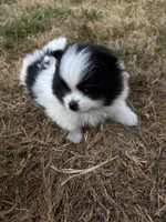 Panda , a female Pomeranian for sale in Kelso, WA – 2 of 3