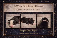 💜 Blue-Eyed Faye – Champion-Sired ASDR Australian Shepherd, a female Australian Shepherd for sale in Oktaha, OK – Photo 5 of 9