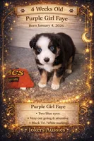 💜 Blue-Eyed Faye – Champion-Sired ASDR Australian Shepherd, a female Australian Shepherd for sale in Oktaha, OK – Photo 2 of 9