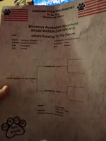 💜 Blue-Eyed Faye – Champion-Sired ASDR Australian Shepherd, a female Australian Shepherd for sale in Oktaha, OK – Photo 9 of 9