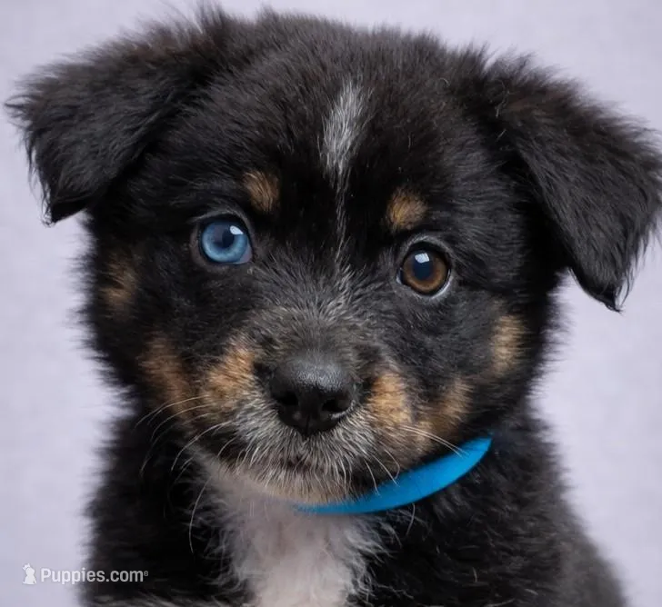 💙 Blue Boy Atlas – Heterochromia (One Blue, One Brown Eye)