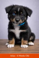 💙 Blue Boy Atlas – Heterochromia (One Blue, One Brown Eye), a male Australian Shepherd for sale in Oktaha, OK – Photo 1 of 9