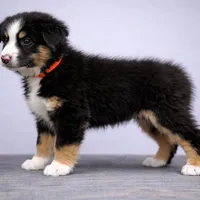 🧡 Orange Boy “Zephyr” – ASDR Champion-Sired Australian Shepherd, a male Australian Shepherd for sale in Oktaha, OK – Photo 2 of 10