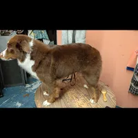 🧡 Orange Boy “Zephyr” – ASDR Champion-Sired Australian Shepherd, a male Australian Shepherd for sale in Oktaha, OK – Photo 7 of 10