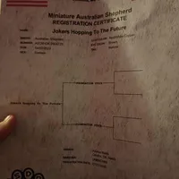 🧡 Orange Boy “Zephyr” – ASDR Champion-Sired Australian Shepherd, a male Australian Shepherd for sale in Oktaha, OK – Photo 9 of 10