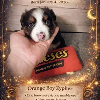 🧡 Orange Boy “Zephyr” – ASDR Champion-Sired Australian Shepherd, a male Australian Shepherd for sale in Oktaha, OK – Photo 6 of 10
