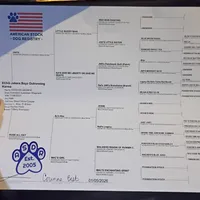 🧡 Orange Boy “Zephyr” – ASDR Champion-Sired Australian Shepherd, a male Australian Shepherd for sale in Oktaha, OK – Photo 10 of 10