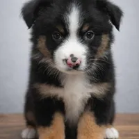🧡 Orange Boy “Zephyr” – ASDR Champion-Sired Australian Shepherd, a male Australian Shepherd for sale in Oktaha, OK – Photo 1 of 10