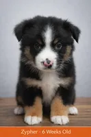 🧡 Orange Boy “Zephyr” – ASDR Champion-Sired Australian Shepherd, a male Australian Shepherd for sale in Oktaha, OK – Photo 1 of 9