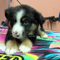 🧡 Orange Boy “Zephyr” – ASDR Champion-Sired Australian Shepherd, a male Australian Shepherd for sale in Oktaha, OK – Photo 3 of 10