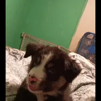 🧡 Orange Boy “Zephyr” – ASDR Champion-Sired Australian Shepherd, a male Australian Shepherd for sale in Oktaha, OK – Photo 5 of 10