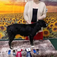 🧡 Orange Boy “Zephyr” – ASDR Champion-Sired Australian Shepherd, a male Australian Shepherd for sale in Oktaha, OK – Photo 8 of 10