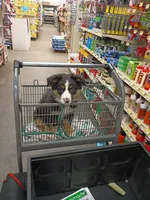 🧡 Orange Boy “Zephyr” – ASDR Champion-Sired Australian Shepherd, a male Australian Shepherd for sale in Oktaha, OK – Photo 4 of 10