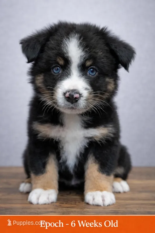🖤 Black Boy “Epoch” – ASDR Champion-Sired Australian Shepherd