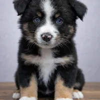 🖤 Black Boy “Epoch” – ASDR Champion-Sired Australian Shepherd, a male Australian Shepherd for sale in Oktaha, OK – Photo 5 of 9