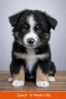 🖤 Black Boy “Epoch” – ASDR Champion-Sired Australian Shepherd, a male Australian Shepherd for sale in Oktaha, OK – Photo 1 of 9