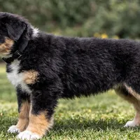 🖤 Black Boy “Epoch” – ASDR Champion-Sired Australian Shepherd, a male Australian Shepherd for sale in Oktaha, OK – Photo 1 of 9