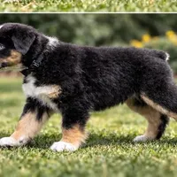 🖤 Black Boy “Epoch” – ASDR Champion-Sired Australian Shepherd, a male Australian Shepherd for sale in Oktaha, OK – Photo 2 of 9
