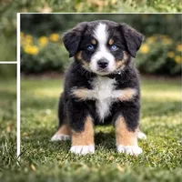 🖤 Black Boy “Epoch” – ASDR Champion-Sired Australian Shepherd, a male Australian Shepherd for sale in Oktaha, OK – Photo 3 of 9
