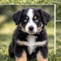 🖤 Black Boy “Epoch” – ASDR Champion-Sired Australian Shepherd, a male Australian Shepherd for sale in Oktaha, OK – Photo 4 of 9