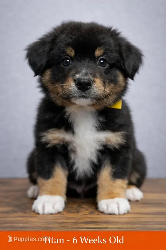 💛 Titan – Confident Black Tri -ASDR Champion Sired Male