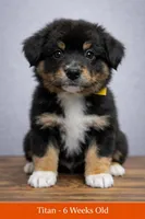 💛 Titan – Confident Black Tri -ASDR Champion Sired Male, a male Australian Shepherd for sale in Oktaha, OK – Photo 1 of 9
