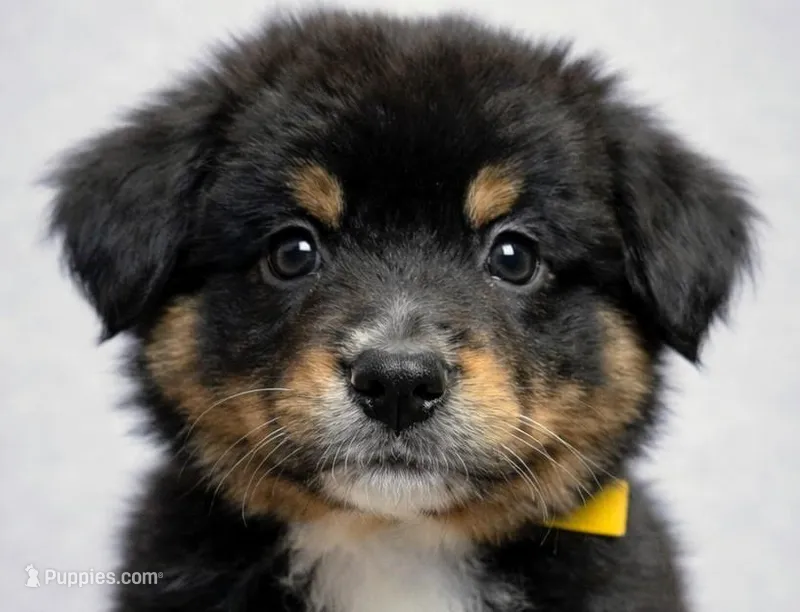 💛 Titan – Confident Black Tri -ASDR Champion Sired Male