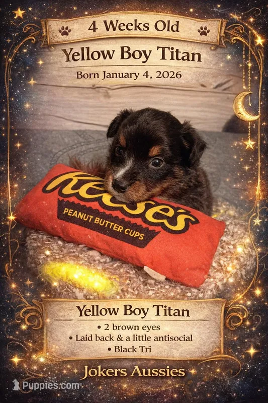 Titan- yellow boy