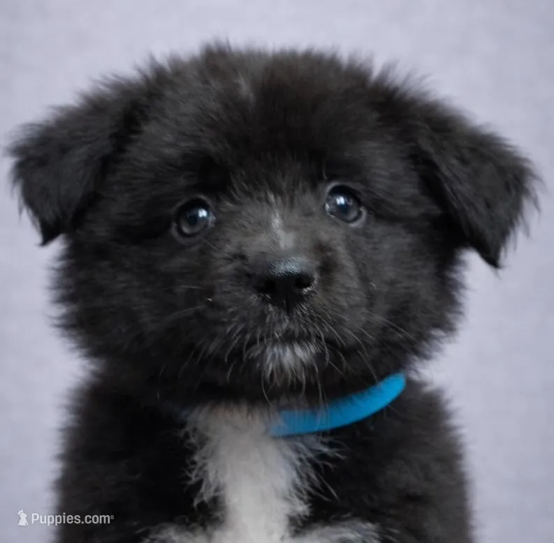 💙 Aqua Girl Nyx – Minimal White -ASDR Champion Sired female 