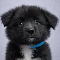 💙 Aqua Girl Nyx – Minimal White -ASDR Champion Sired female , a female Australian Shepherd for sale in Oktaha, OK – Photo 1 of 7