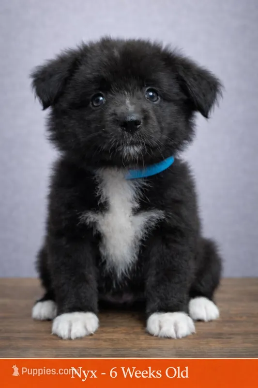 💙 Aqua Girl Nyx – Minimal White -ASDR Champion Sired female 