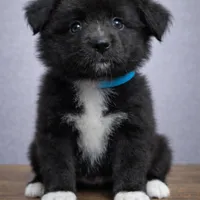 💙 Aqua Girl Nyx – Minimal White -ASDR Champion Sired female , a female Australian Shepherd for sale in Oktaha, OK – Photo 2 of 7