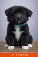 💙 Aqua Girl Nyx – Minimal White -ASDR Champion Sired female , a female Australian Shepherd for sale in Oktaha, OK – Photo 1 of 10